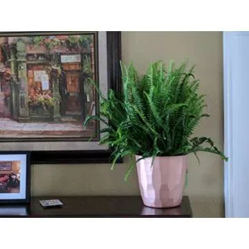 Lush Costa Farms Kimberly Queen Fern - Perfect Indoor Plant