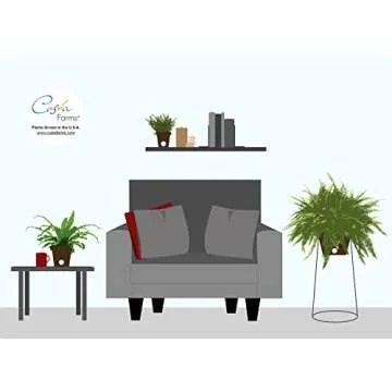 Lush Costa Farms Kimberly Queen Fern - Perfect Indoor Plant