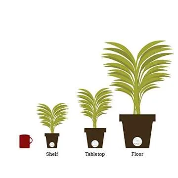 Lush Costa Farms Kimberly Queen Fern - Perfect Indoor Plant