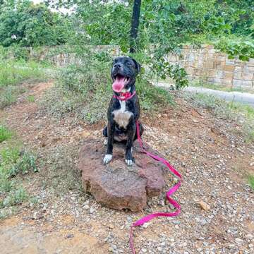 Voyager Reflective Dog Leash with Neoprene Handle, 5ft Long, Supports Small, Medium, and Large Breed Puppies, Cute and Heavy Duty for Walking, Running, and Training - Fuchsia (Leash), S