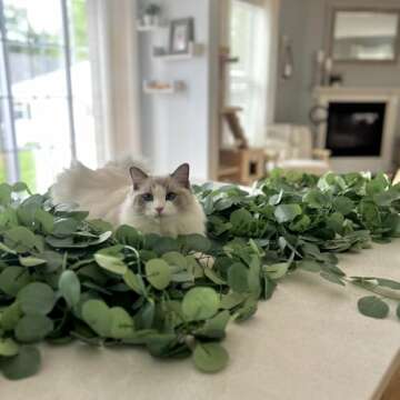 CQURE 12 Pack 84Ft Eucalyptus Garland,Artificial Eucalyptus Leaves Table Greenery Garland Wreath Vines for Wedding Party Table Fireplace Bedroom Wall Room Decor