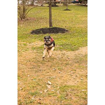 Eco-Friendly Squeaky Dog Chew Toy Variety Pack for Dogs