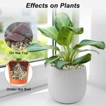 Virekm Decorative Stones for Home and Garden Decor (5 Pounds)