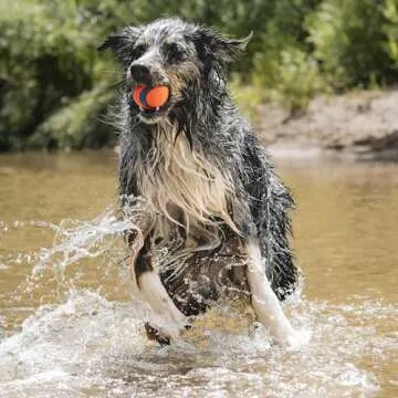 Chuckit! Ultra Ball Dog Toy - Size Large - For Dogs 60-100 lbs - Made from Durable Rubber - Super Bouncy - Floats in Water - 3-inch Diameter - Pack of 1