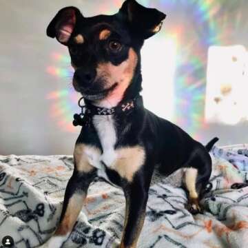 STICKERGURU 27 Pieces Star Window Clings - Anti-Collision Window Decals to Save Birds from Window Collisions,Non Adhesive Prismatic Vinyl Window Clings, Rainbow Stickers