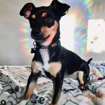 STICKERGURU 27 Pieces Star Window Clings - Anti-Collision Window Decals to Save Birds from Window Collisions,Non Adhesive Prismatic Vinyl Window Clings, Rainbow Stickers