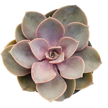 Pink Echeveria 'Perle von Nurnberg' - Elegant Succulent with Pastel Tones - Drought-Tolerant and Low...