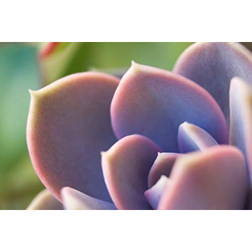 Pink Echeveria 'Perle von Nurnberg' - Elegant Succulent