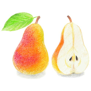 Artlicious Colored Pencils Set of 50 for Creative Coloring