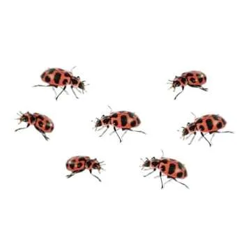 Insect Lore Ladybug Land | Fun Ladybug Growing Kit