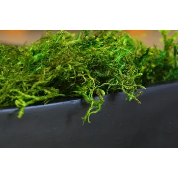 SuperMoss Forest Preserved Moss for Gardens and Crafts