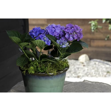 SuperMoss Forest Preserved Moss for Gardens and Crafts