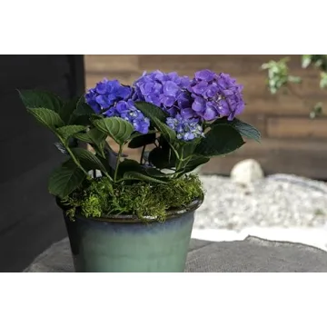 SuperMoss Forest Preserved Moss for Gardens and Crafts