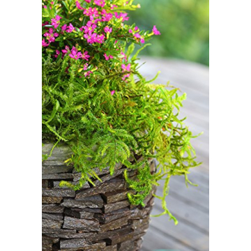 SuperMoss Forest Preserved Moss for Gardens and Crafts