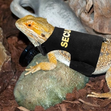 Bearded Dragon Harness and Leash Set for Outdoor Fun