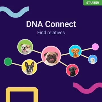 Amazing Koko Genetics Dog DNA Test for Breed Insights