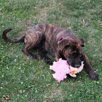 SPOT Soothers- Tabbie Lambie Dog Toy-Separation Anxiety Toys for Dogs, Stuffing Free, Scented with Calming Lavender Fragrance Beads to Safely Calm and Relax Dogs and Puppies, 12in