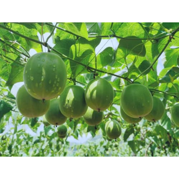 The Mix Monk Fruit PURE Sweetener, Erythritol Free and Natural