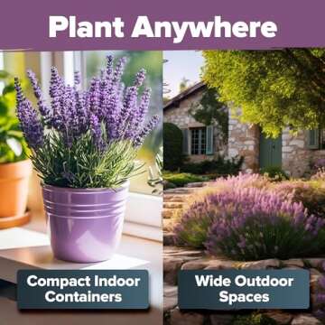 HOME GROWN Premium English Lavender Seeds, 1500 Non-GMO Herb Seeds, USA-Sourced Wildflower Seed for Planting Indoor/Outdoor, High Germination, Plant Flower Seeds (Lavandula antustifolia)