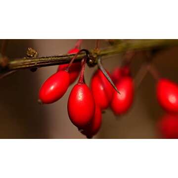 Sadaf Barberries Dried - Zereshk Dried Barberries - Persian groceries - 6 oz Package