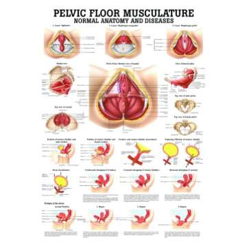 Detailed Pelvic Floor Musculature Anatomy Chart for In-Depth Study