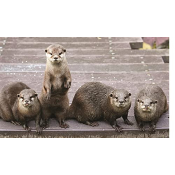 This Book is Literally Just Pictures of Animals Silently Judging You