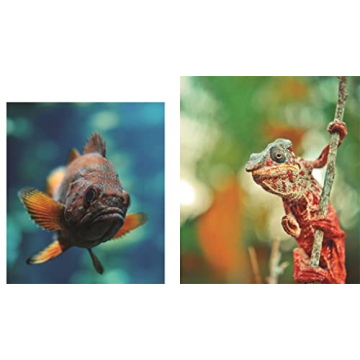 This Book is Literally Just Pictures of Animals Silently Judging You