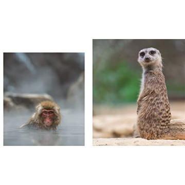 This Book is Literally Just Pictures of Animals Silently Judging You