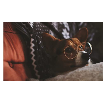 This Book is Literally Just Pictures of Animals Silently Judging You