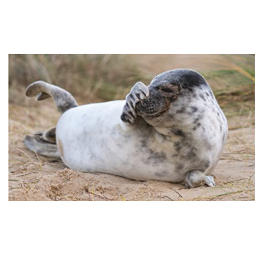 This Book is Literally Just Pictures of Animals Silently Judging You