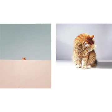 This Book is Literally Just Pictures of Animals Silently Judging You