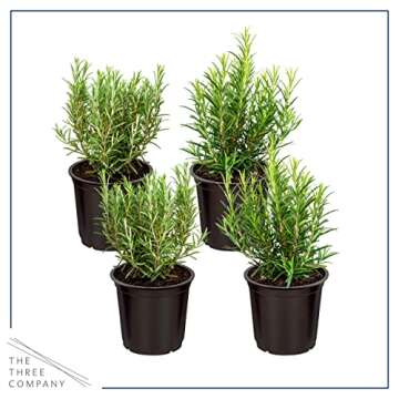 Live Aromatic and Edible Herb - Rosemary (4 Per Pack), Naturally Improves Breathing and Air Quality, 8" Tall by 4" Wide