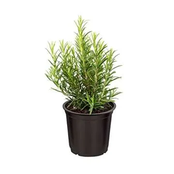 Live Aromatic and Edible Herb - Rosemary (4 Per Pack), Naturally Improves Breathing and Air Quality, 8" Tall by 4" Wide