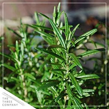 Live Aromatic and Edible Herb - Rosemary (4 Per Pack), Naturally Improves Breathing and Air Quality, 8" Tall by 4" Wide