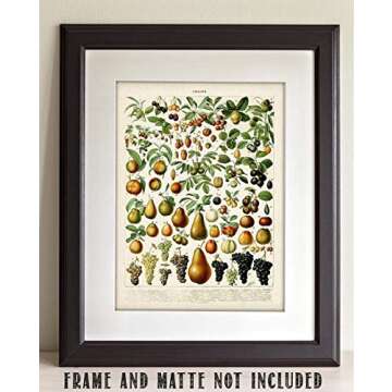 Fruits Botanical in French Art Print by Adolphe Millot- 11x14 Unframed Art Print - Great Wall Decor ...