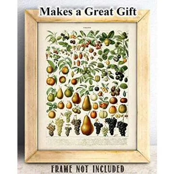Fruits Botanical in French Art Print by Adolphe Millot- 11x14 Unframed Art Print - Great Wall Decor Under $15 for Your Kitchen