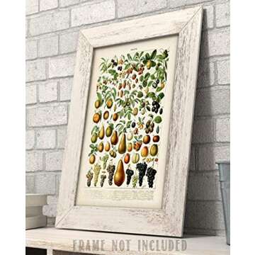 Fruits Botanical in French Art Print by Adolphe Millot- 11x14 Unframed Art Print - Great Wall Decor Under $15 for Your Kitchen