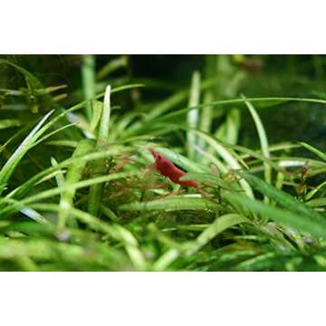 Seachem Flourish Plant Supplement 500 ml for Aquariums