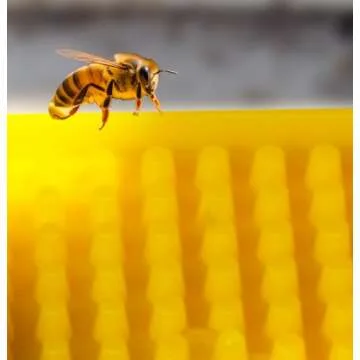 SunVara Bee Feeder - Nourish Your Bees Efficiently