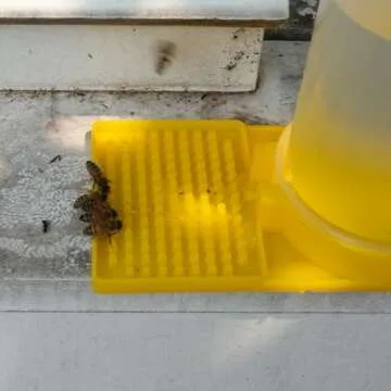 SunVara Bee Feeder - Nourish Your Bees Efficiently