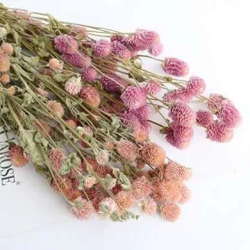 MIHUAGE Natural Globe Amaranth Dried Flower Bundles
