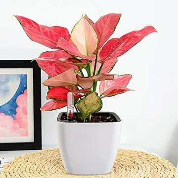 Yarlung Self Watering Planters with Water Level Indicator