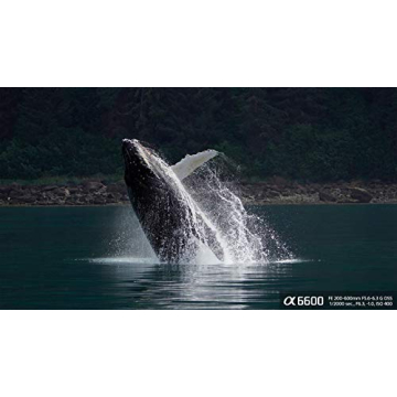 Sony Alpha 6600: Fast Autofocus & 4K Video Recording