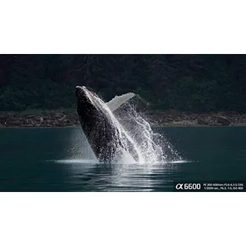 Sony Alpha 6600: Fast Autofocus & 4K Video Recording