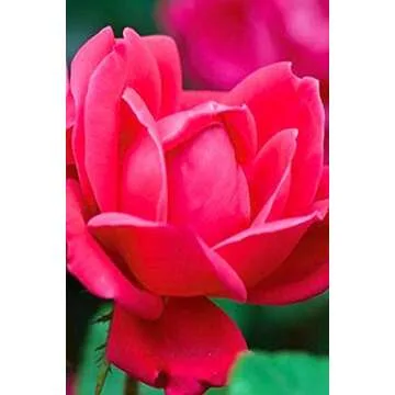 Root 98 Warehouse Knockout Double Red Rose, 1g