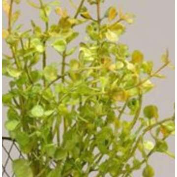 Baby Grass Candle Ring | Green | 10 Inch with 3 in Center | Faux Peppergrass Wreath