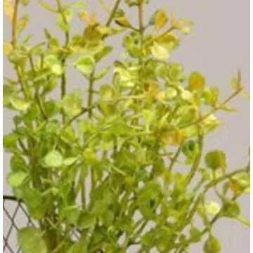 Baby Grass Candle Ring | Green | 10 Inch with 3 in Center | Faux Peppergrass Wreath