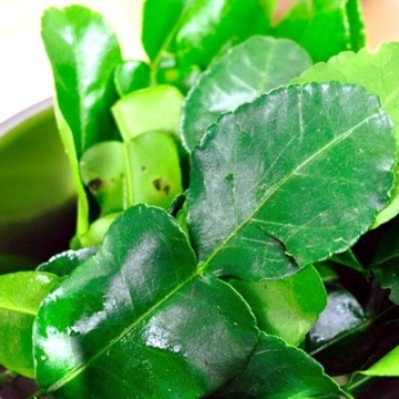 Premium Fresh Kaffir Lime Leaves 2 Oz - Authentic Thai Lime Leaves for Culinary Excellence