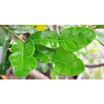 Fresh Kaffir Lime Leaves 2 Oz Authentic Thai Lime Leaves