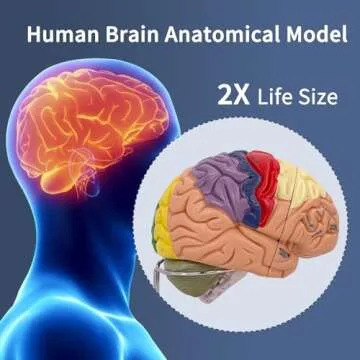 SFXYJ Human Brain Model 2 Times Life Size,Brain Anatomy Model, Includes 4 Pieces Labeled with Figures 9 Colors, for Neuroscience Learning Display Medical Identify Brain Functions